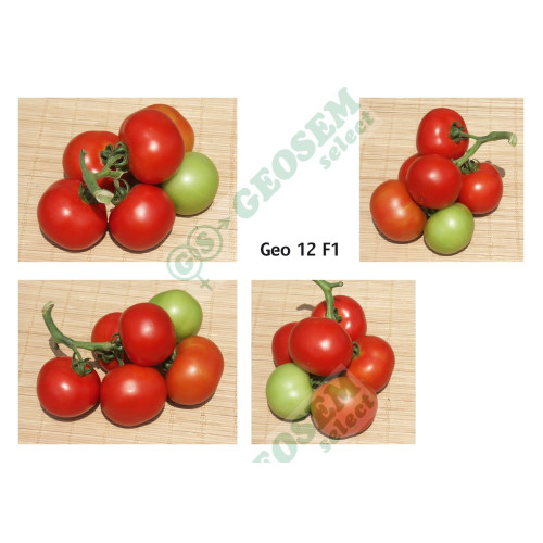 Geo F1 Tomate